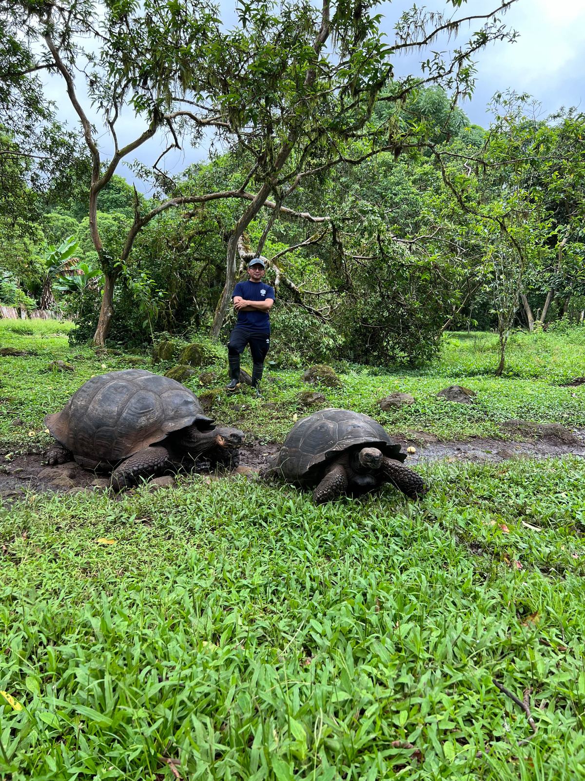 Pareja de tortugas gigantes en el rancho de la parte alta de Santa Cruz