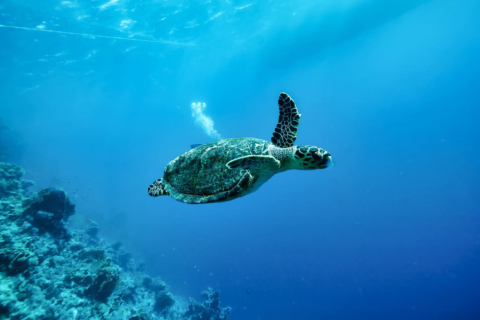 Tortuga marina nadando durante la actividad de snorkel