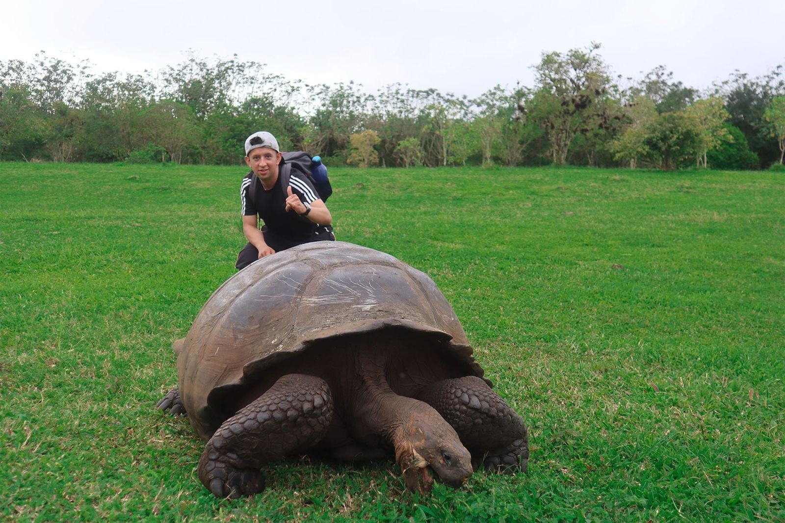 Primer plano de una tortuga gigante de Galápagos